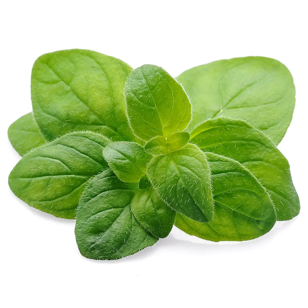 Oregano