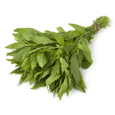 Epazote