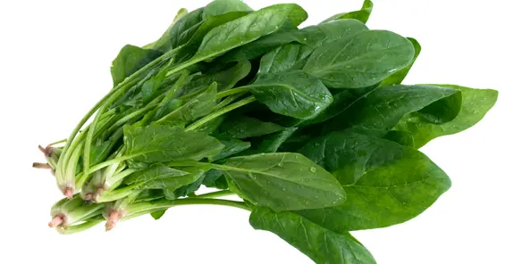 Espinaca
