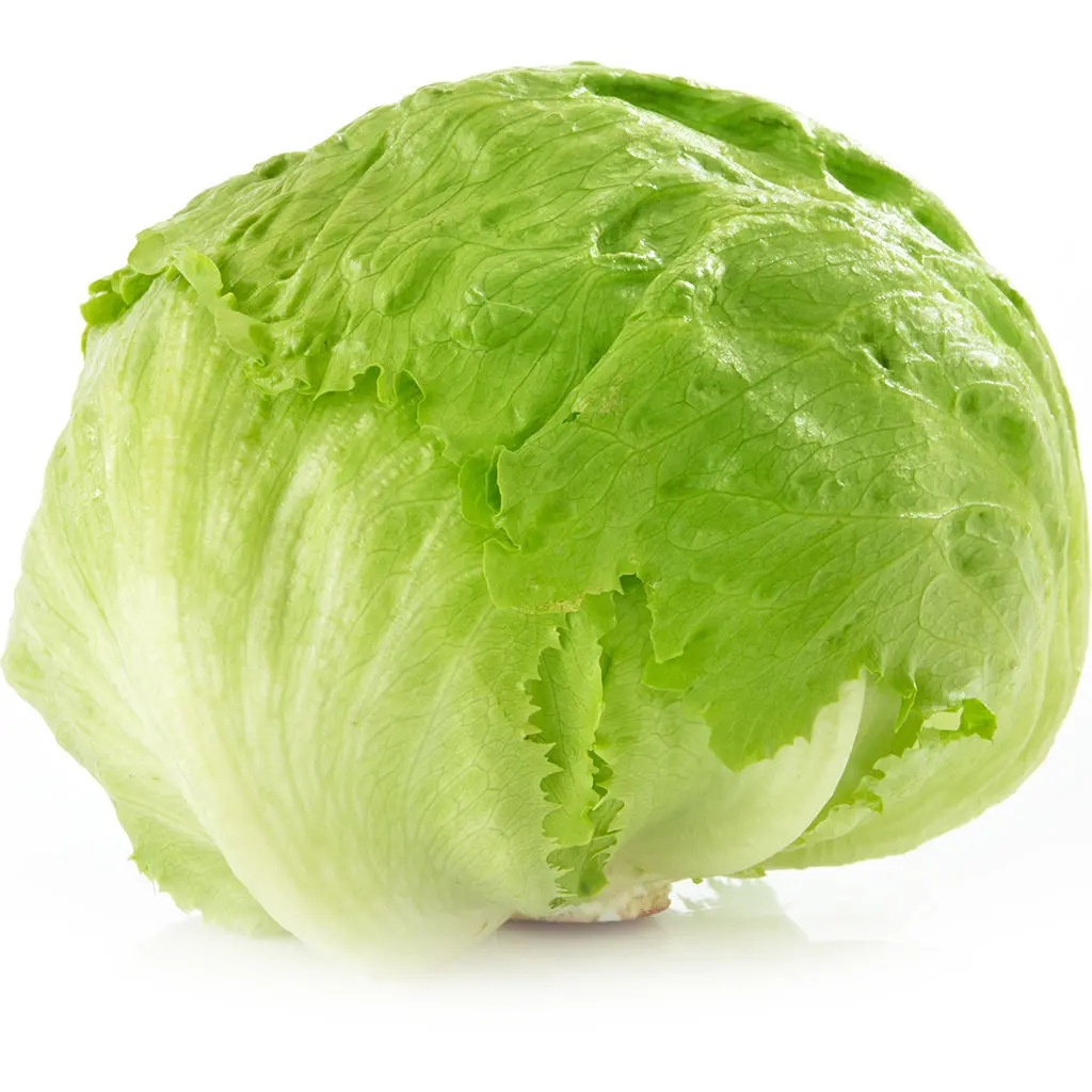 Lechuga Roma