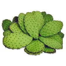 Nopal