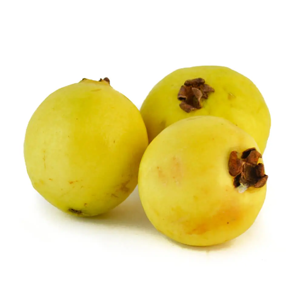 GUAYABA